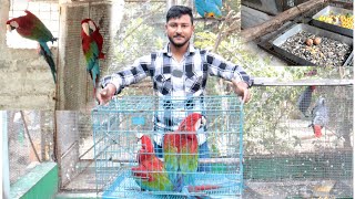 Surprisingly Red amp green macaw breeding pair came to our big parrot Aviary [upl. by Hahnert]