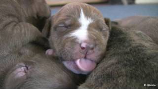 Mias 2 Week Old Pit Bull Puppies in HD [upl. by Nnyrb814]