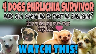 how to save your dog from deadly EHRLICHIA  4 Dogs ehrlichia survivor  watch this [upl. by Elletsirk]