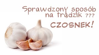 Mój sprawdzony sposób na trądzik  pryszcze  CZOSNEK [upl. by Harriman]