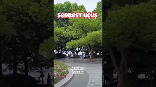 SERBEST UÇUŞ MUHABBET KUŞU  BAŞARDIK 💪🏻🏆 freeflight muhabbetkuşu serbestuçuş [upl. by Eural]