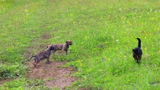 Alano espanol puppies in the field [upl. by Karolyn420]