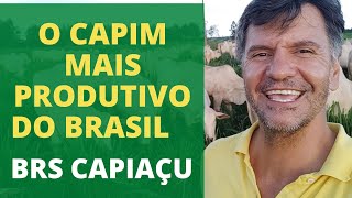 1 HECTARE DE CAPIM CAPIAÇU TRATA DE 90 CABEÇAS NO SISTEMA DE CONFINAMENTO [upl. by Mella933]