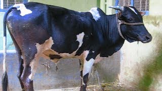 Malnad Gidda Bull waiting for heifer [upl. by Teddi390]