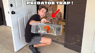 LIVE ANIMAL TRAP CATCHES THE PREDATOR IN MY BARN [upl. by Nesyla]