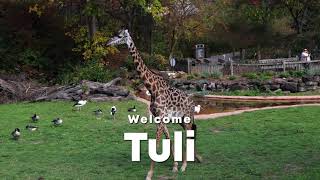 Welcome Giraffe Tuli [upl. by Wyatt140]