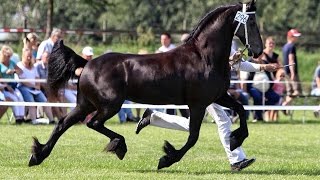 Fokdag Blauwhuis Sweltsje fan Lauwerswald Jasper x Rypke Friesian Horse [upl. by Ydnak]