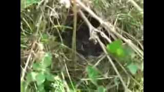 Tree Pipit nest site containing chicks [upl. by Baker]