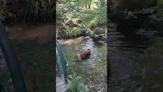 Nomade de Fontenay sous Bois [upl. by Graubert]