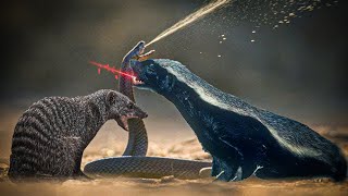 Skillful Snake Killer  Mongoose vs Honey Badger Showdown [upl. by Edlihtam]