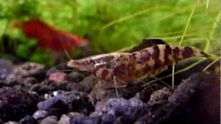 North Australian Chameleon Shrimp Caridina sp WA4 [upl. by Coats]