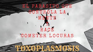 UN PARÁSITO QUE CONTROLA EL CEREBRO TOXOPLASMOSIS [upl. by Eibber]