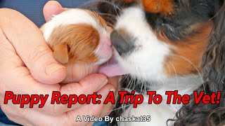 Puppy Report A Trip To The Vet [upl. by Haldane]