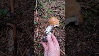 Boletus edulis Oktober 6th shorts new nature forest trending viralshort wood pilze cèpes [upl. by Cargian]