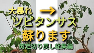 大暴れのツピタンサスの蘇り 切り戻し剪定をしよう [upl. by Lacim]