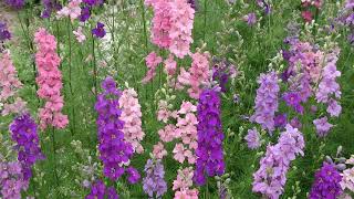 How to Grow Larkspur [upl. by Assirec]