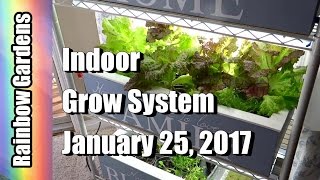 Peek at Whats Growing in the Grow System  Super Food Watercress Lettuce amp Herbs  INDOOR GARDEN [upl. by Freemon657]