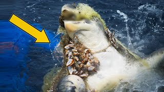 5 Casos Extremos de ANIMALES MARINOS Rescatados por Bañistas en Video 🐙 Rescate de Animales 31 [upl. by Jehanna509]