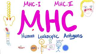 Major Histocompatibility Complex MHC  Human Leukocytic Antigen HLA  Immune System [upl. by Ekusoyr]