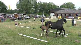 Fohlenschau 2024  45 Hengstfohlen v Vidar  Dressage Royal [upl. by Dewitt]