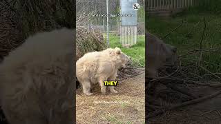 Why Do Bears Hibernate shorts animaldocumentary bear bears [upl. by Vally]