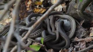 Glacier National Park  Terrestrial Gartersnakes [upl. by Odnaloy]