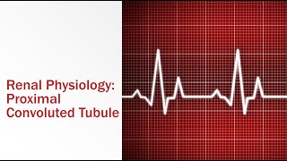 Renal Physiology Proximal Convoluted Tubule [upl. by Ahsiri174]