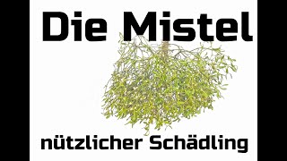 Die Mistel  Nützlicher Schmarotzer [upl. by Ailaza]