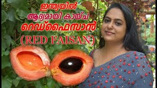 RED FAISAN  GREEN SAPOTE  GROWN IN KERALAVELIYATH GARDENS  9544280007 9895950525 [upl. by Skricki]