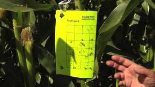 Scouting for Adult Corn Rootworm in Field Corn [upl. by Glen]