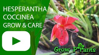 Hesperantha coccinea  grow amp care River lily [upl. by Dennet]