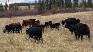 Zender Farms  2024 Angus X Calves Invermere BC [upl. by Sumner906]