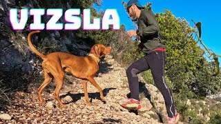 VIZSLA TrailRun [upl. by Alrats]