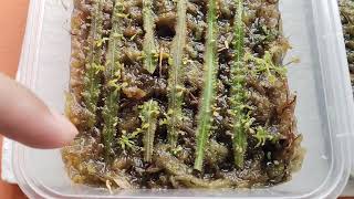 Hasil Stek Daun Tanaman Drosera Adelae Dan Drosera Binata Giant Dichotoma [upl. by Malachy577]