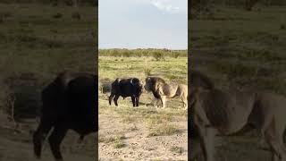 Wild buffalo blocks lions path wild animals at close range confusing animal behavior [upl. by Yme]