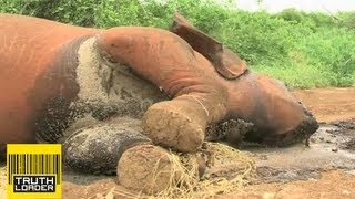 Elephant massacre in Kenya as poachers kill animal family  Truthloader [upl. by Gaylor]