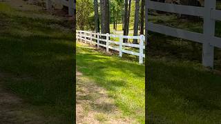 Plant pink muhly grass at the ranch [upl. by Annyl]