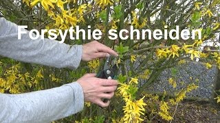 Forsythie schneiden nach der Blüte wie schneide ich eine Forsythie [upl. by Nogras513]