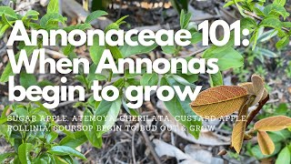 Annonaceae 101 When Annonas Begin To Grow Again [upl. by Anallise]