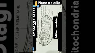 Complete mitochondria diagram Easy Shorts [upl. by Ahseek]