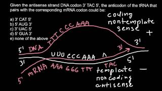 Difference between Sense Strand and Antisense Strand of DNA [upl. by Nea497]