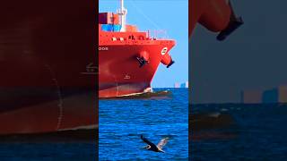 BARRELING THROUGH TO PORT🌊🌊ship wow epic waves containership oiltanker roughseas bulkcarrier [upl. by Aber]