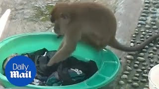 Wild monkey stuns woman by handwashing clothes in Indonesia [upl. by Merrilee]