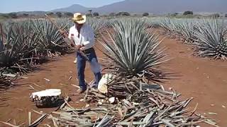 Agave Harvesting [upl. by Tina66]