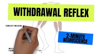 2Minute Neuroscience Withdrawal Reflex [upl. by Mcallister376]