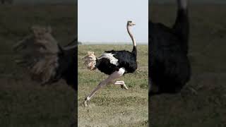 Ostrich bird sound [upl. by Laband]