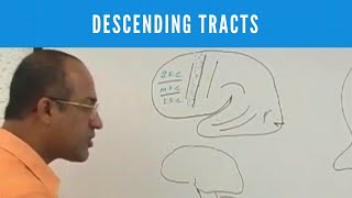 Descending Tracts  Corticospinal Tract  Pyramidal amp Extrapyramidal Tract🩺 [upl. by Craven]