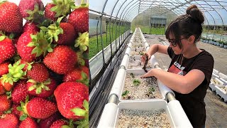 Hydroponic Strawberries  Off to a Good Start [upl. by Arley]