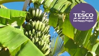 See how bananas travel from the plantations of Costa Rica to the shops in the UK [upl. by Ivatts]