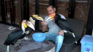 Hornbill Feeding [upl. by Terina]